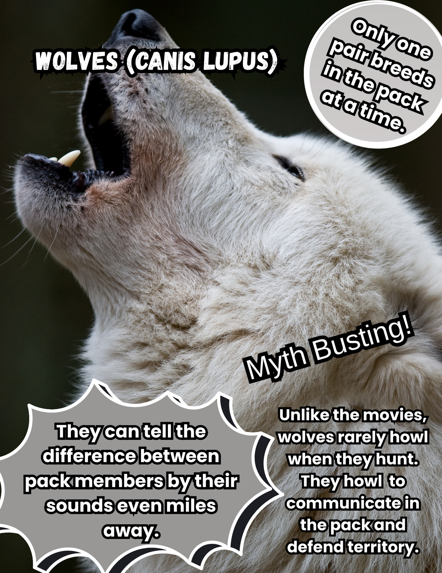 50 Fascinating Animal Kingdom Facts Digital Download (First Half)