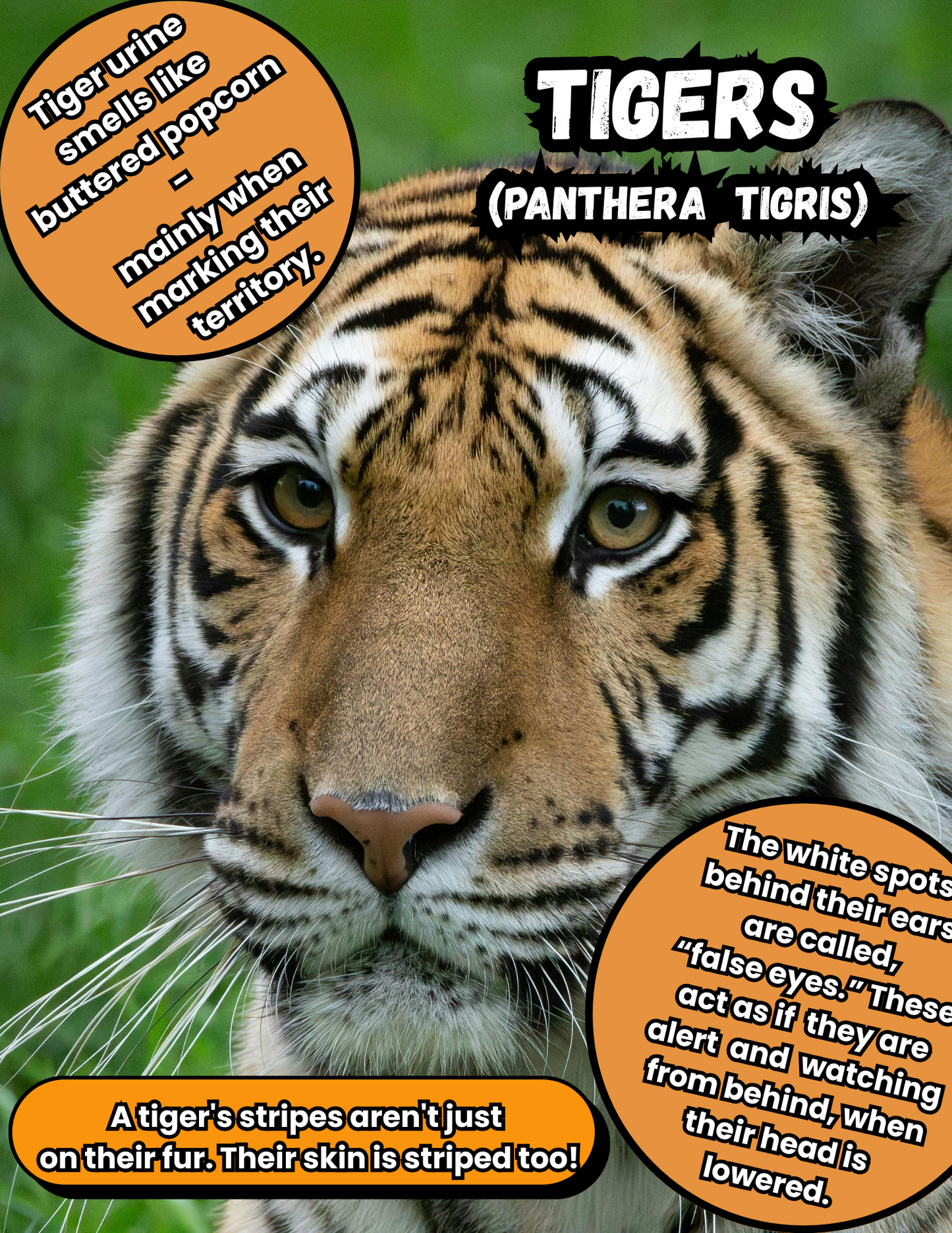 50 Fascinating Animal Kingdom Facts Digital Download (First Half)