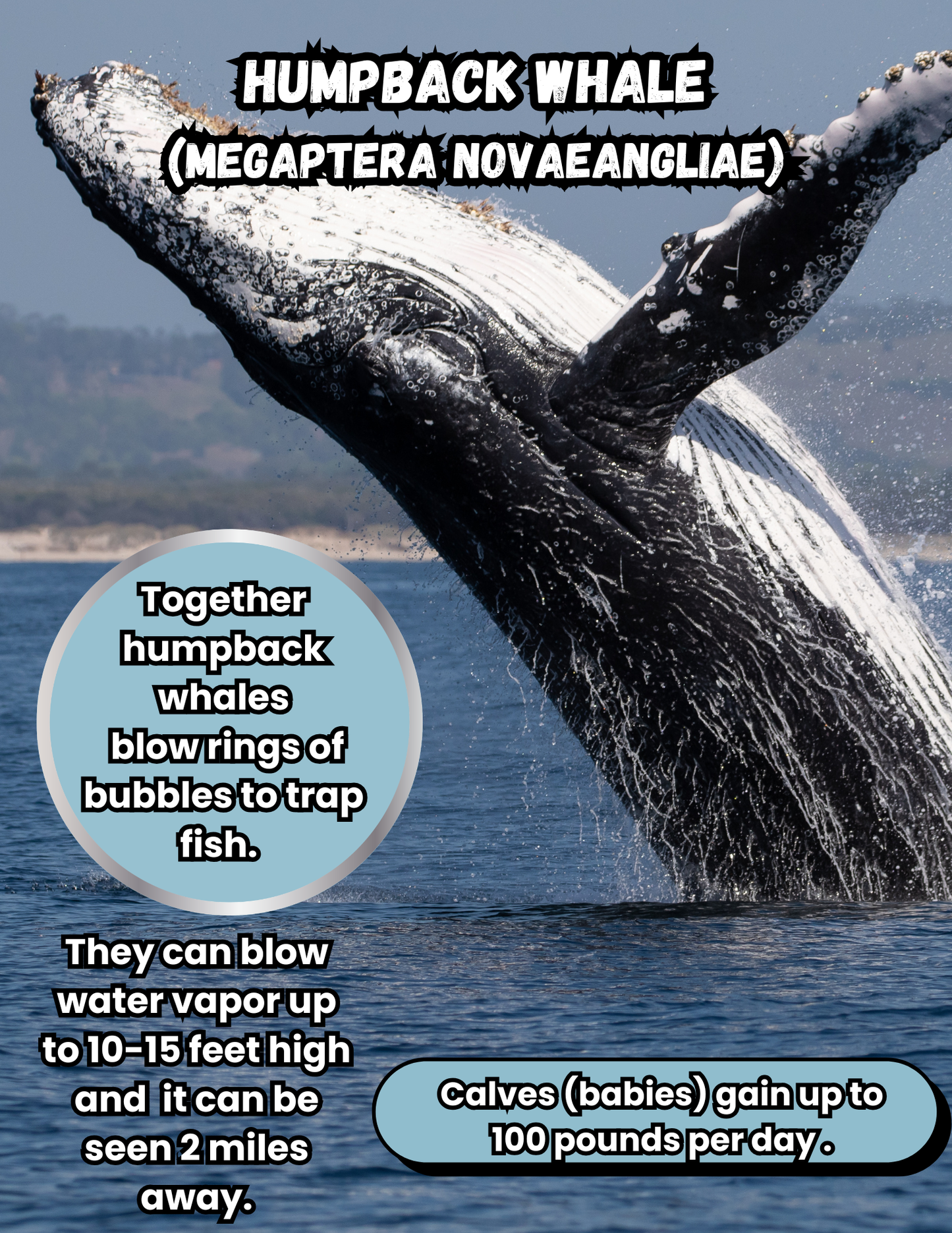 50 Fascinating Animal Kingdom Facts Digital Download (First Half)