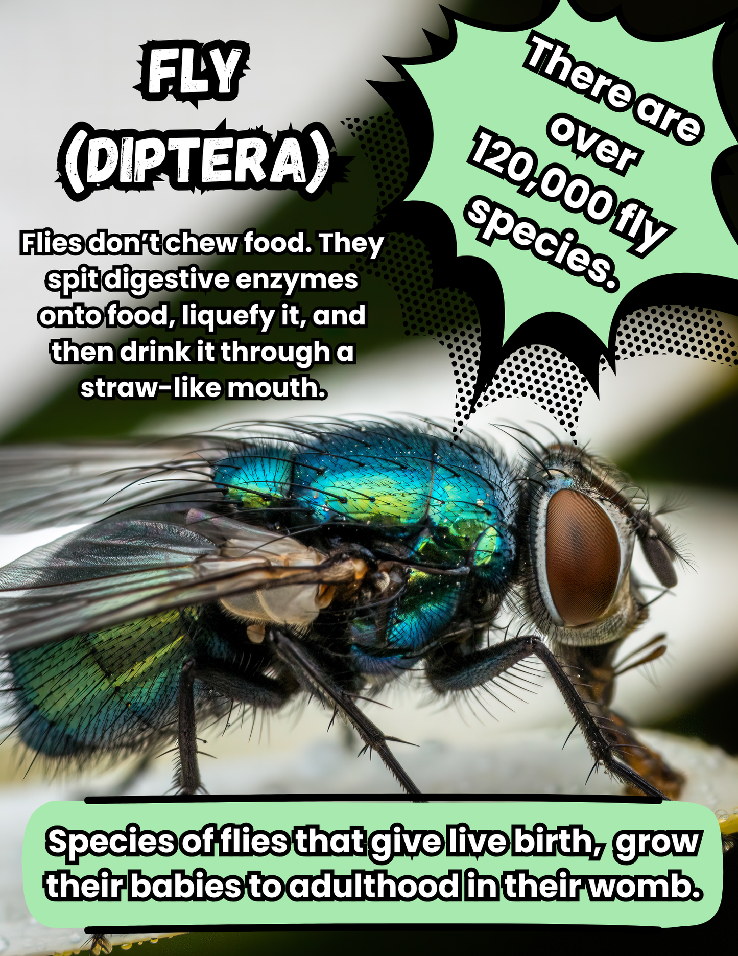 50 Fascinating Animal Kingdom Facts Digital Download (First Half)